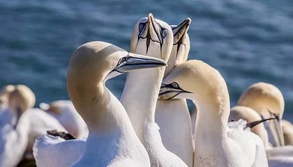 九游电脑版-英雄联盟 冠军争夺战白热化 TES与RNG强强对话，白热是哪个技能