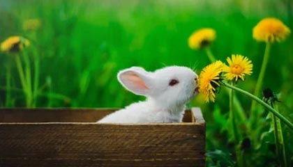 九游电脑版-英雄联盟 冠军争夺战白热化 TES与RNG强强对话，白热是哪个技能