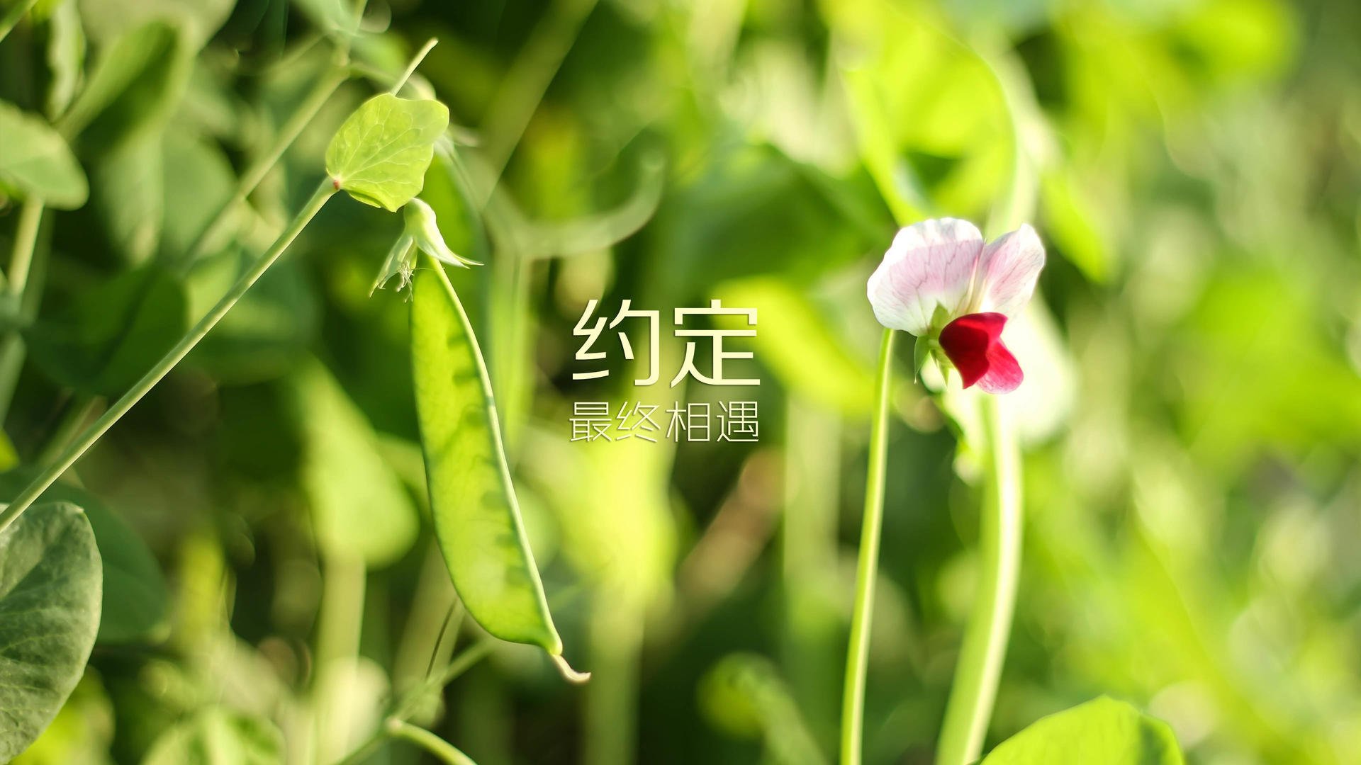 九游游戏中心官网-篮球青训基地数字化管理系统推广，篮球青训基地数字化管理系统推广方案